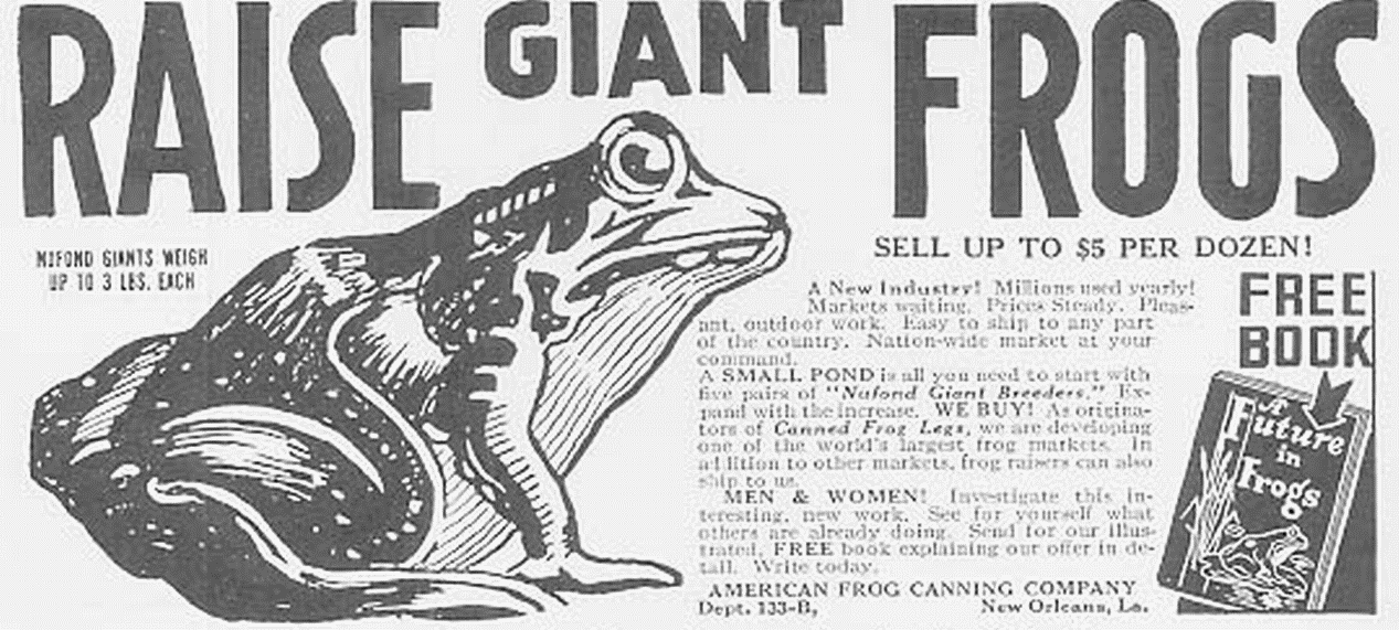 American Frog